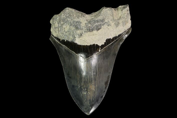 Serrated, Fossil Megalodon Tooth - Indonesia #149837